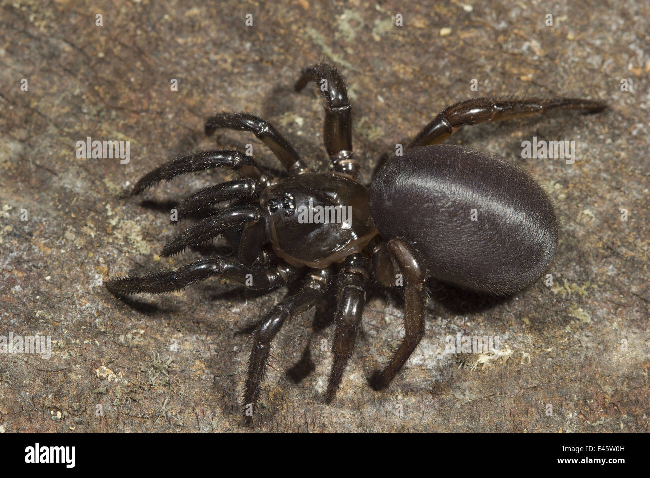 39 Trap Door Spider Stock Photos, High-Res Pictures, and Images