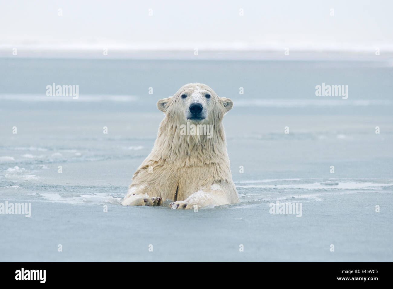 Polar bear (Ursus maritimus) portrait of a juvenile male playing in the slushy freezing water, Bernard Spit, 1002 area of the Arctic National Wildlife Refuge, Alaska. Stock Photo