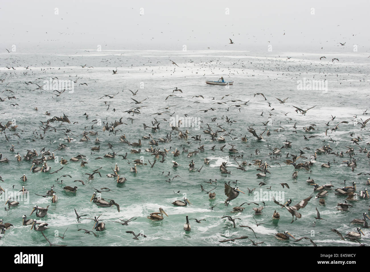 Large flock of seabirds including Peruvian pelicans (Pelecanus thagus) and Inca terns (Larosterna inca) feeding near a small boat, Pucusana, Peru Stock Photo