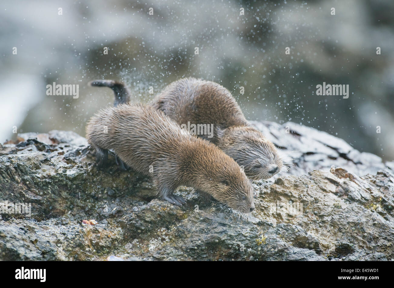 Marine otters (Lontra felina) mother and grown pup shaking off water, Chiloe Island, Chile, Endangered species Stock Photo