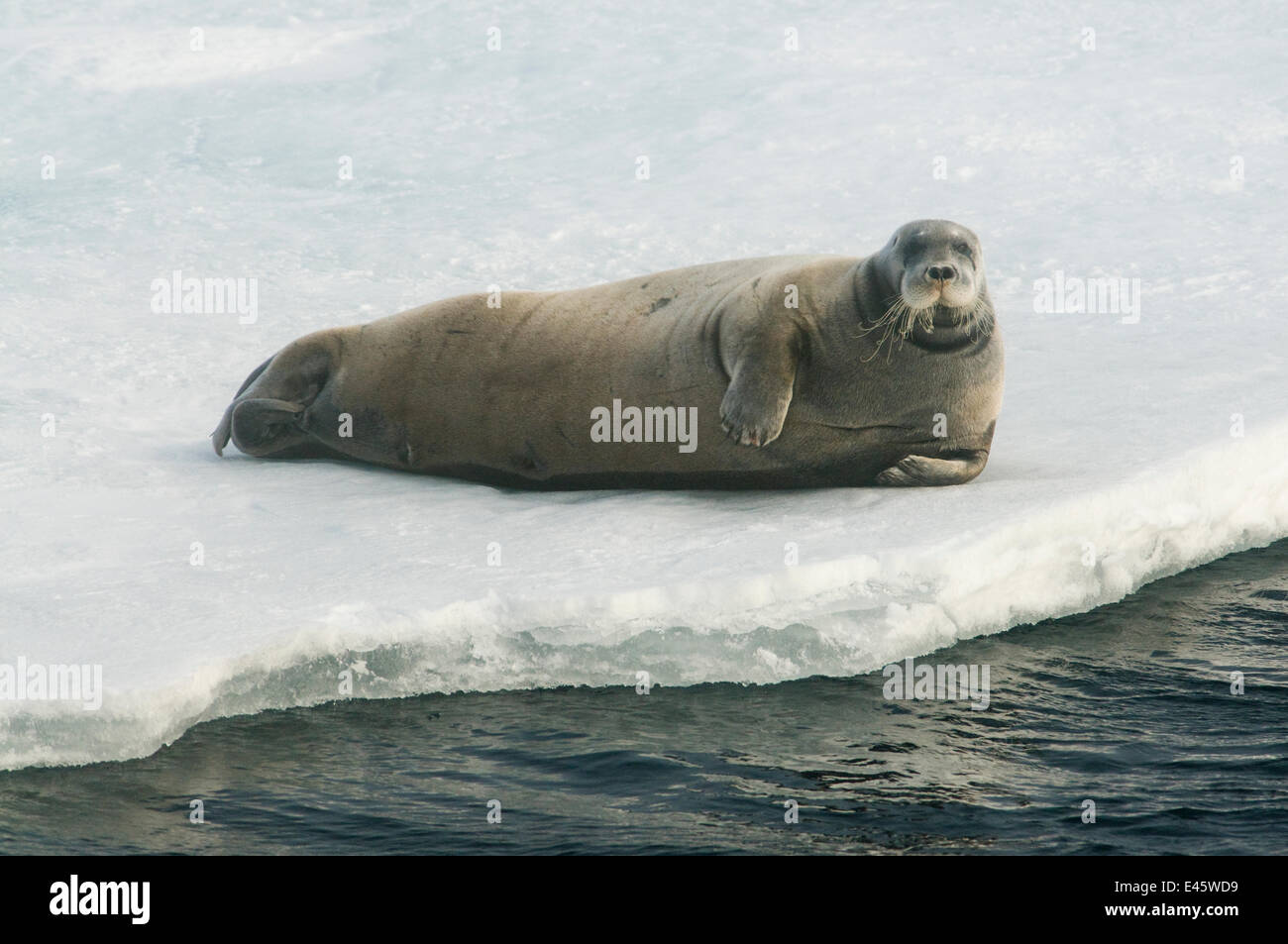 Bearded seal (Erignathus barbatus) on ice floe, Pack Ice, Svalbard, Norway 2010 Stock Photo