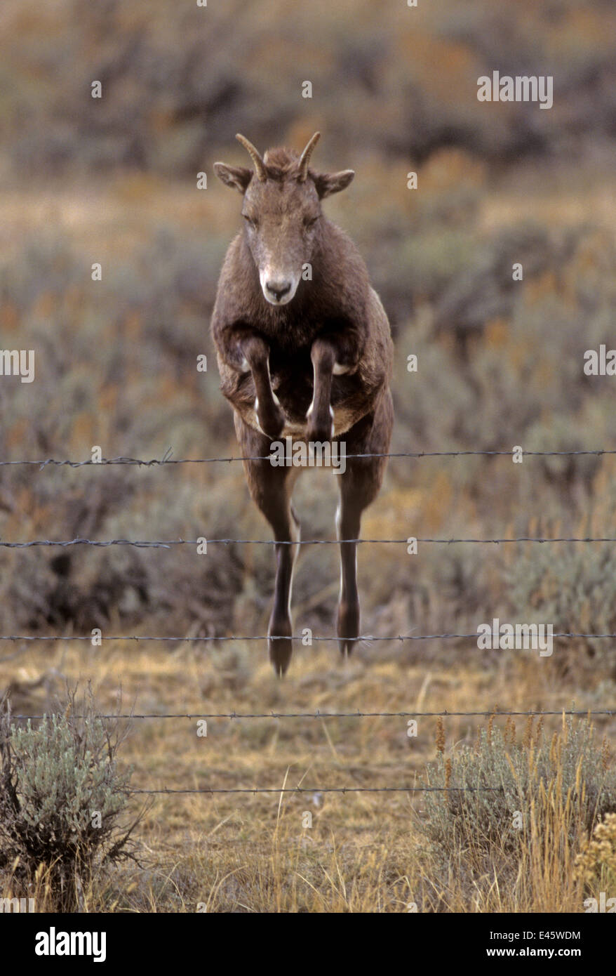 Rocky Mountain Bighorn sheep (Ovis canadensis) female jumping barbed