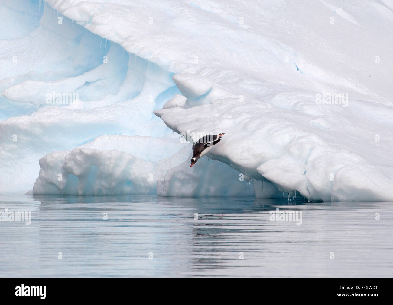iceberg-penguin-photos-and-premium-high-res-pictures-getty-images