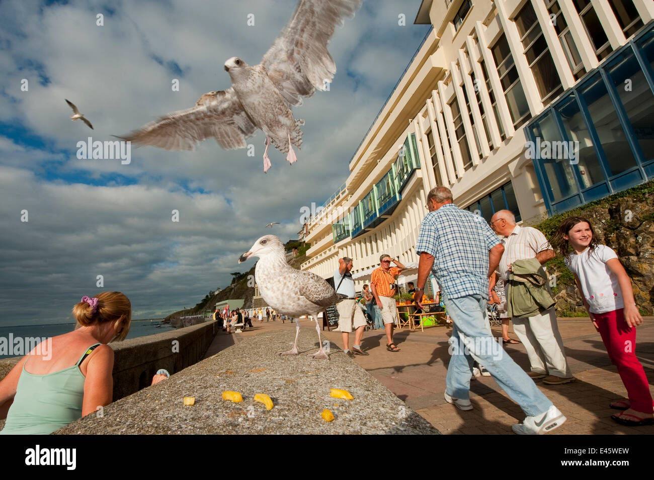 Herring gull (Larus argentatus) swooping down to feed on chips in a busy seaside resort, France Stock Photo