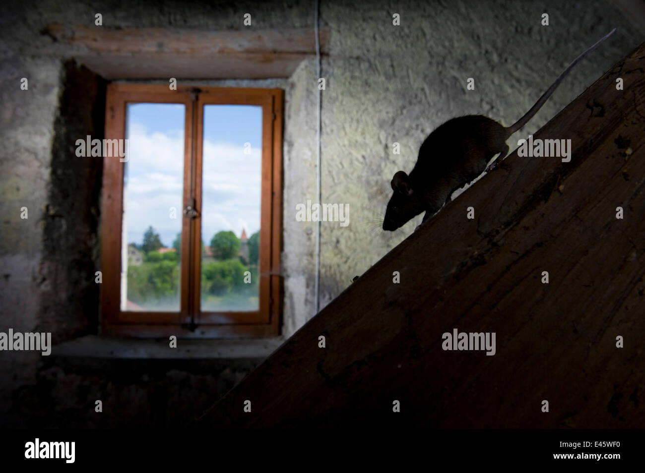 House mouse (Mus musculus) walking down sloping beam in light from a window. Switzerland. Captive, May. Property released Stock Photo
