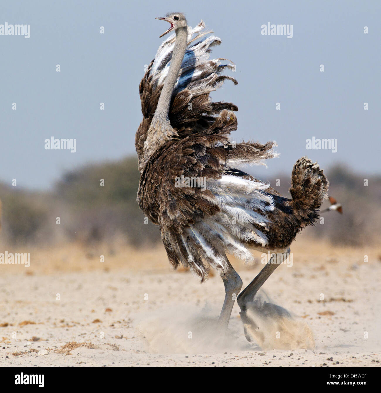 Ostrich [Struthio camelus] courtship display by female, Etosha National ...
