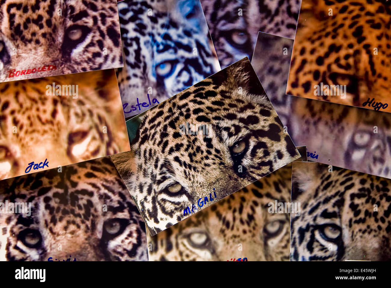 Photo-identification of Jaguars (Panthera onca) for scientific Research, Pantanal, Brazil, September 2008 Stock Photo