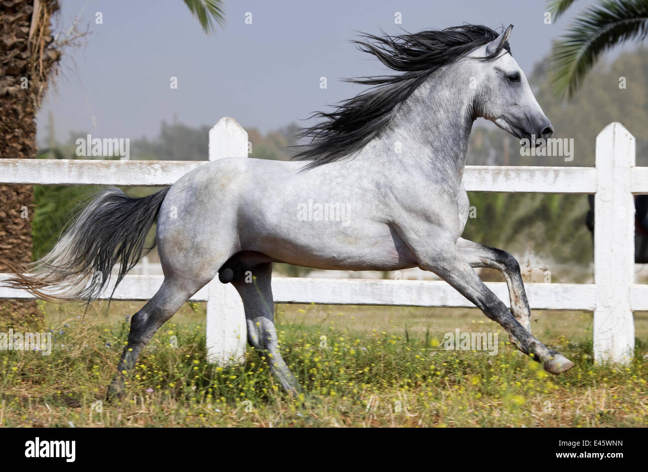 A grey Arab Barb stallion cantering in paddock at the National Stud of Meknes, Morocco, June 2010 Stock Photo