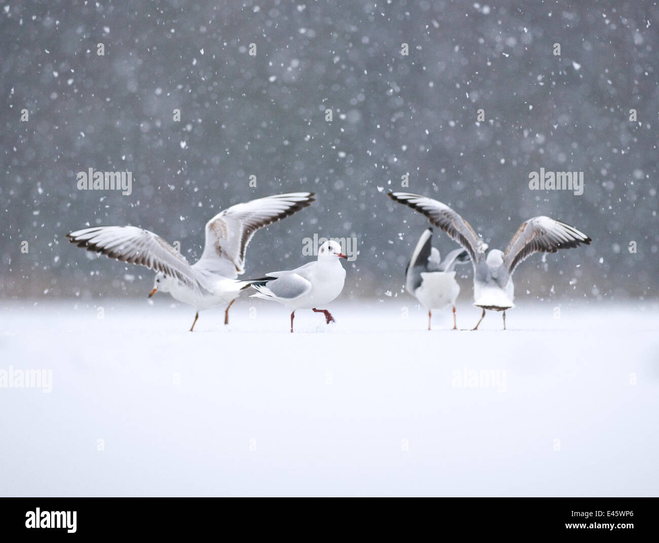 Black-headed gulls (Larus ridibundus)  small flock of adults in winter plumage standing on a frozen lake during a blizzard. Derbyshire, UK, January (non-ex) Stock Photo