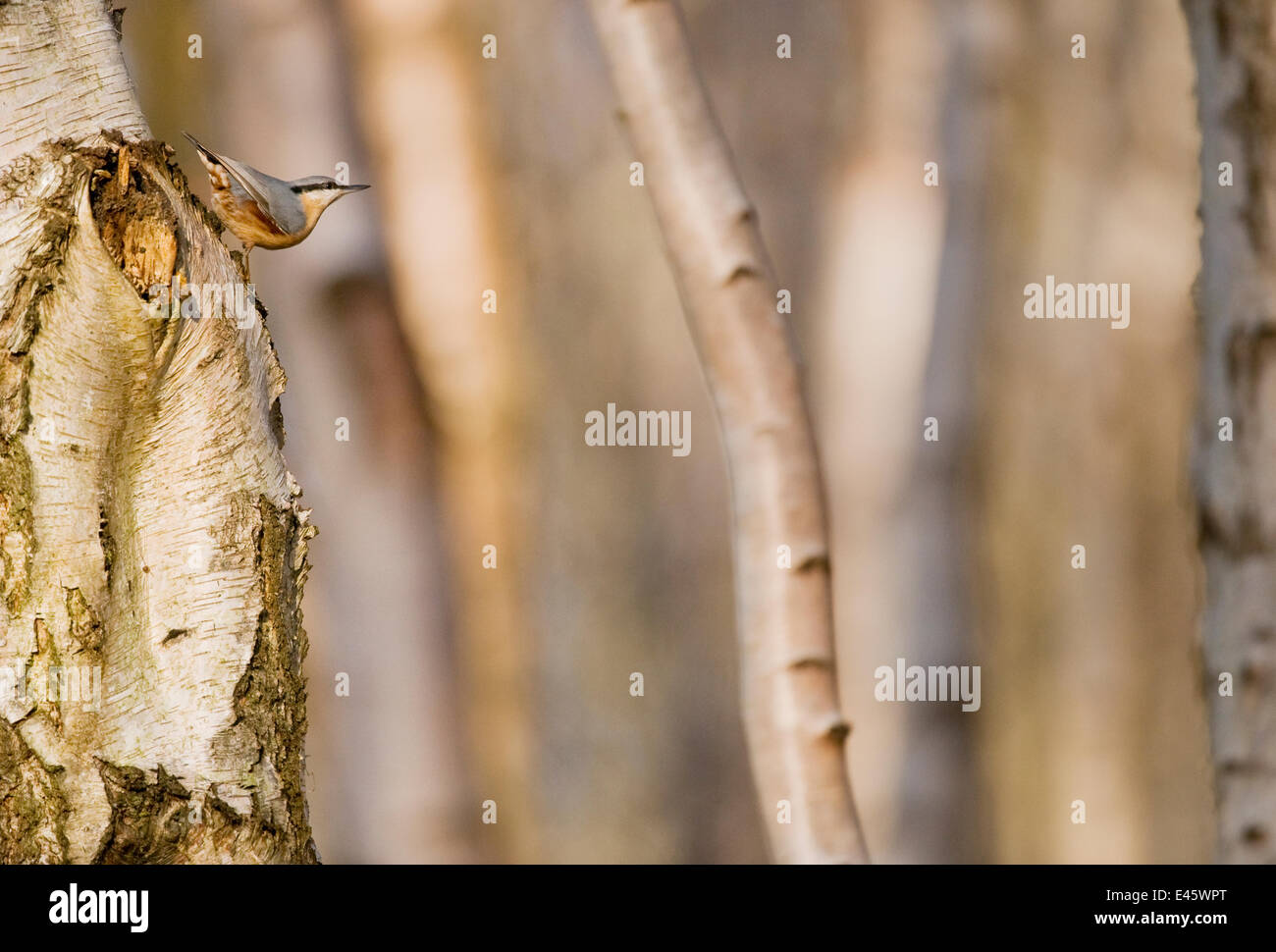 Nuthatch (Sitta europaea) decending the trunk of  Silver Birch (Betula verrucsa) tree, Derbyshire, UK. December (non-ex) Stock Photo
