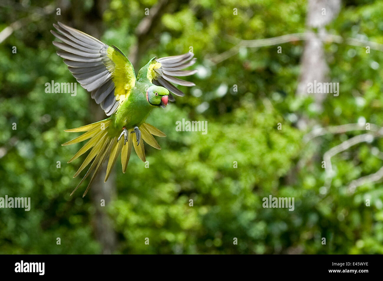 Mauritius / Mascarene / Echo parakeet (Psittacula eques) flying, threatened / endangered species, Black River Gorges, Mauritius, Indian Ocean, wild Stock Photo