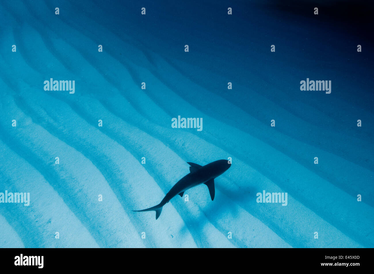 An available light photo of a Caribbean reef shark (Carcharhinus perezi