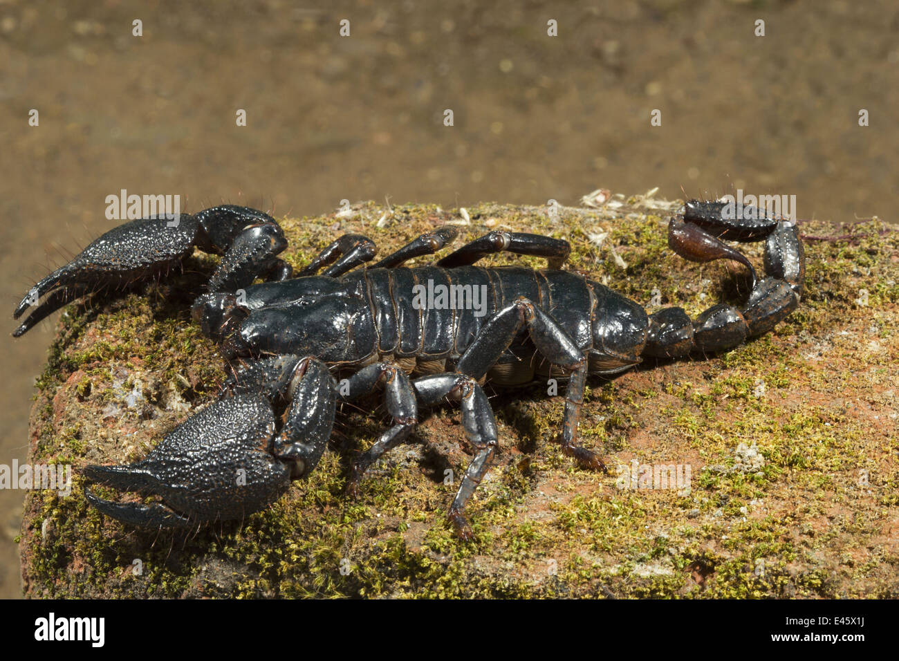 Burrowing scorpion, Heterometrus phipsoni, Common, Aarey Milk Colony, Mumbai, INDIA. Stock Photo