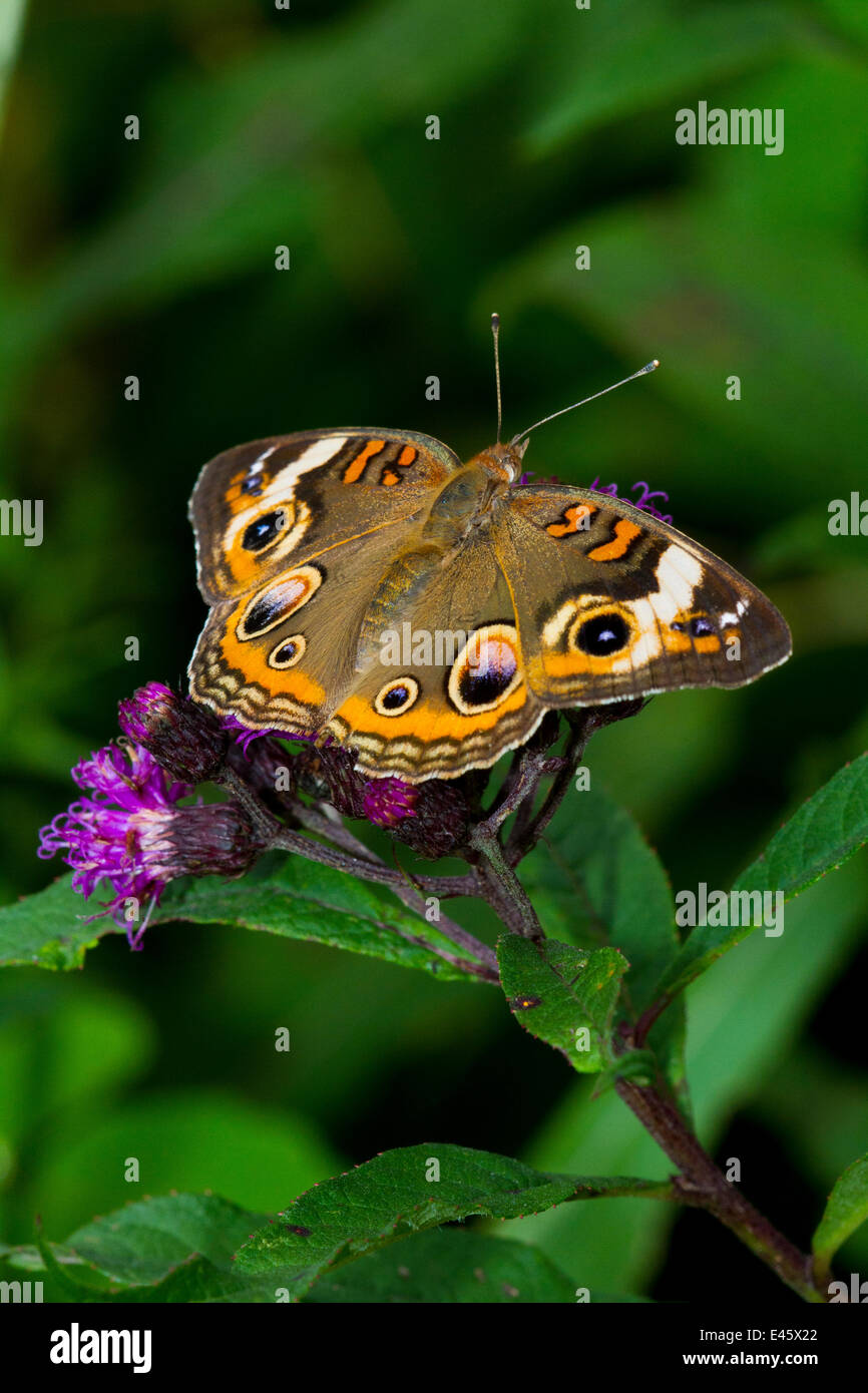 Common buckeye butterfly (Junonia coenia) feeding on Ironweed (Vernonia altissima) flower, North Guilford, Connecticut, USA, August Stock Photo