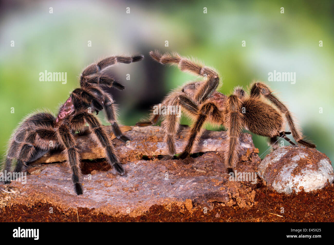 Chilean rose / flame / fire / red-haired tarantula (Grammostola rosea) pair mating, female on left, male on right, from South America Stock Photo