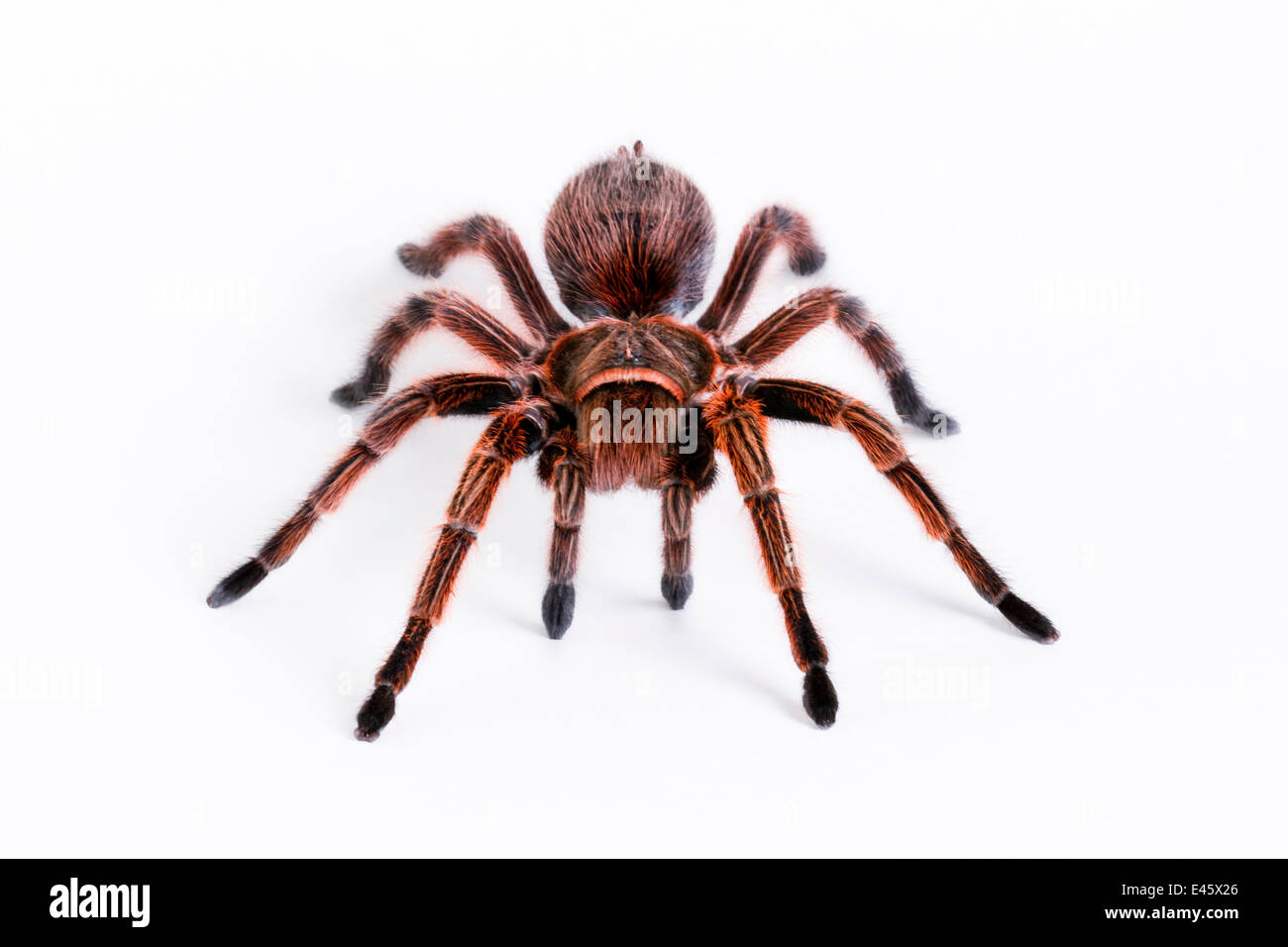 Chilean rose / flame / fire / red-haired tarantula (Grammostola rosea) female, from South America Stock Photo