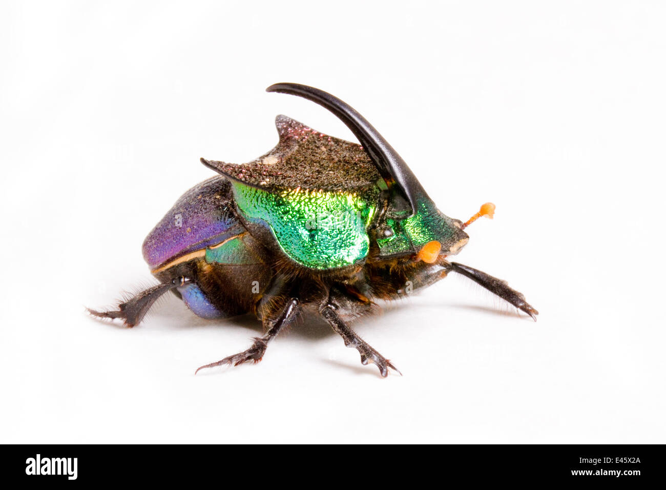 Rainbow scarab beetle (Phanaeus difformis) male, Texas, USA Stock Photo