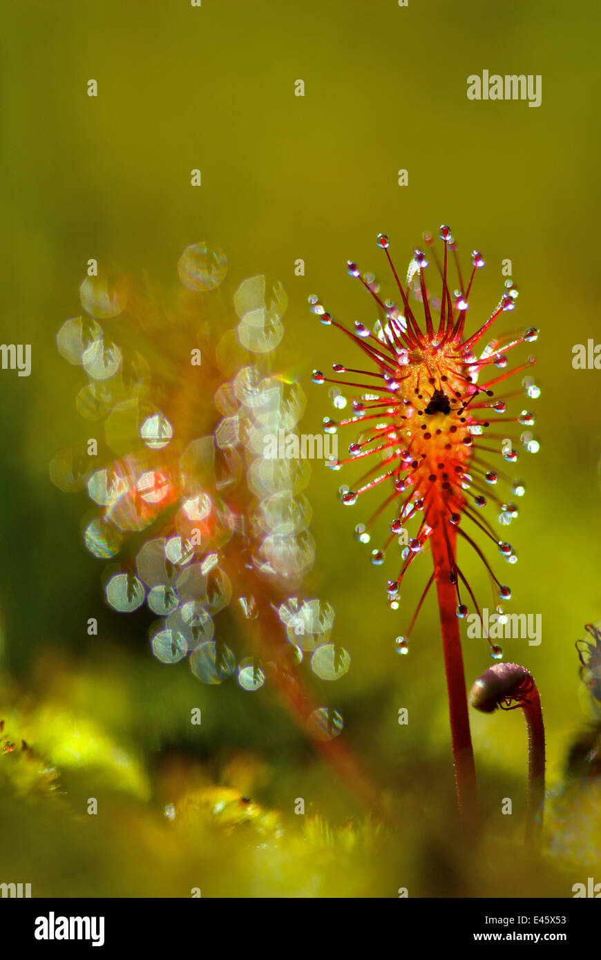 Great Sundew (Drosera anglica) peduncles, with sticky droplets to ensnare insects. Belarus, Europe, July. Stock Photo