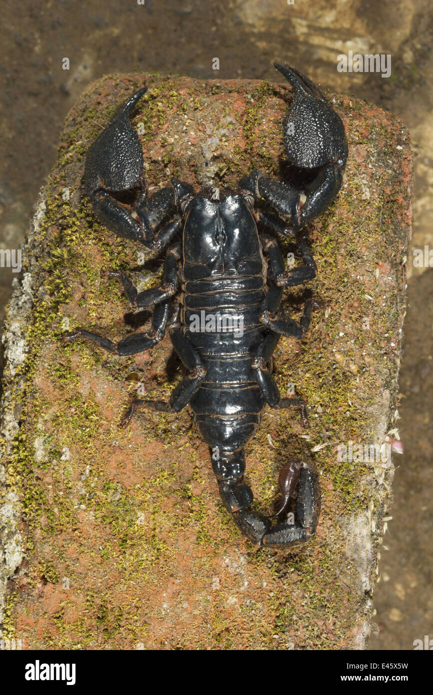 Burrowing scorpion, Heterometrus phipsoni, Common, Aarey Milk Colony, Mumbai, INDIA. Stock Photo