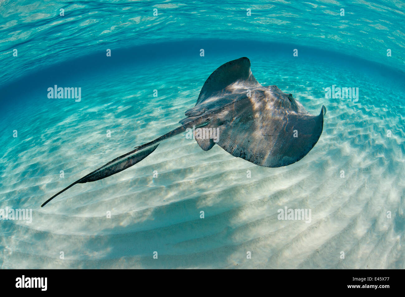 Southern stingray (Dasyatis americana) swimming over sand ripples on sand bar, Grand Cayman, Cayman Islands. British West Indies. Caribbean Sea. Stock Photo