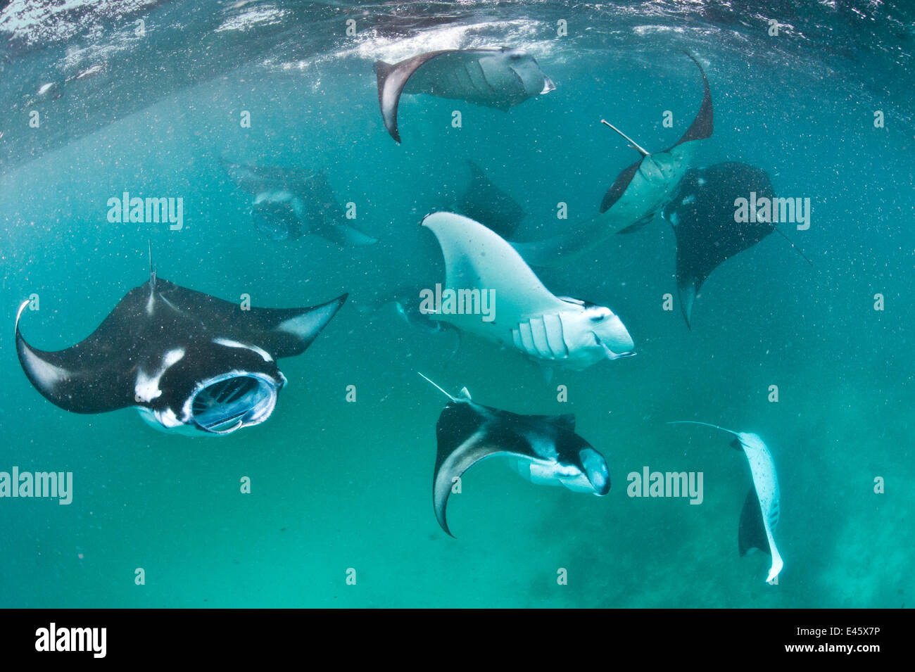 Group of Manta rays (Manta birostris) feeding together on plankton in a