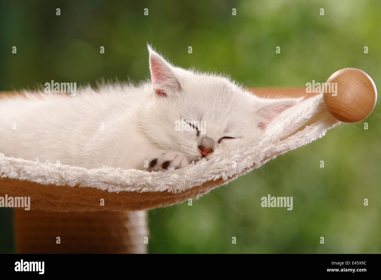 British Shorthair Cat, kitten, silver-shaded, sleeping Stock Photo