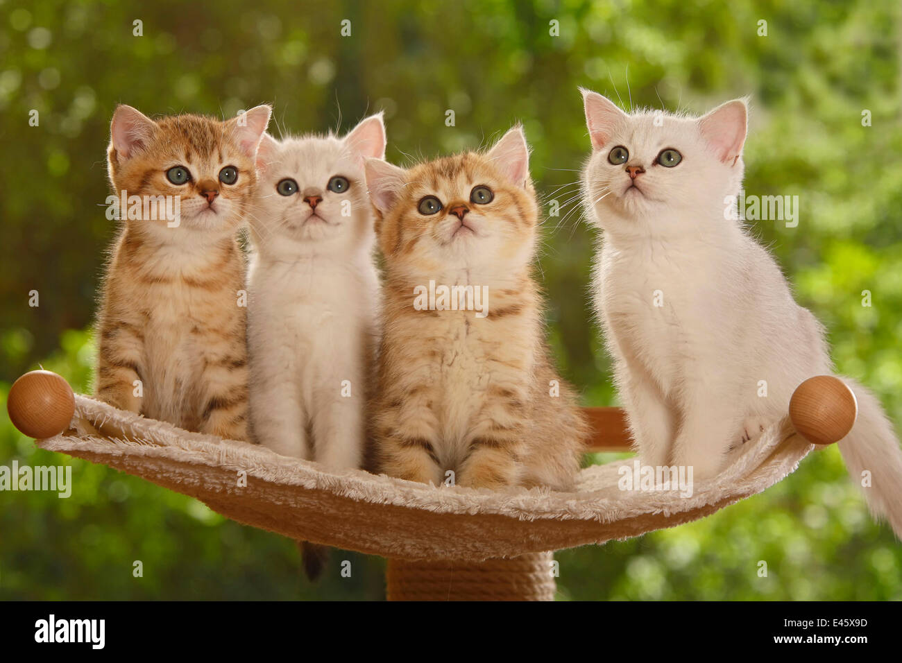 Four British Shorthair Kittens Two Silver Shaded And Two Stock