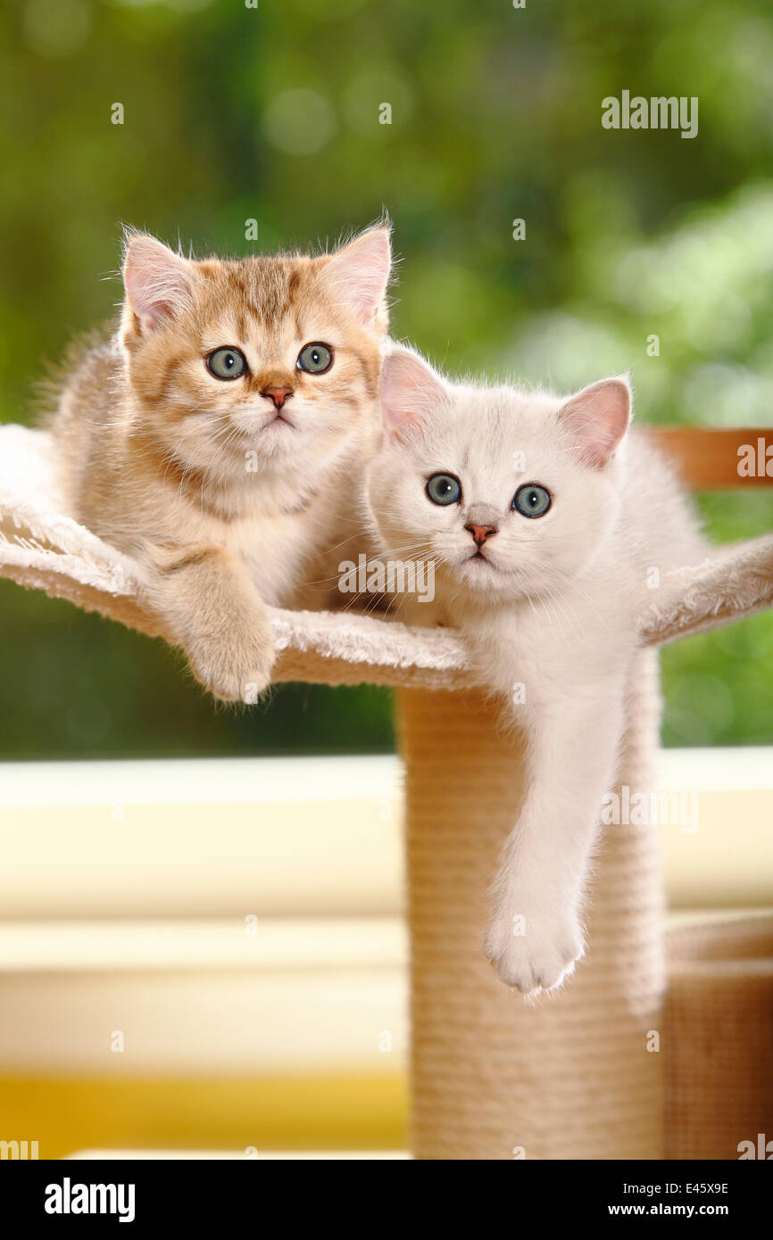 Two British Shorthair kittens, one silver-shaded and one golden-mackerel-tabby, lying on stand Stock Photo