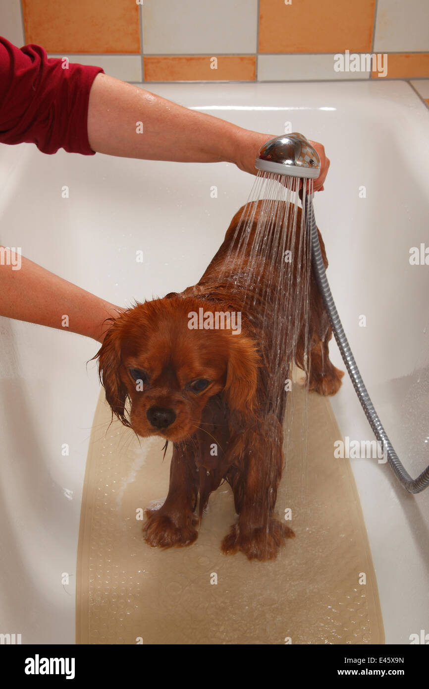 How Often Should You Bathe A Cavalier King Charles Spaniel
