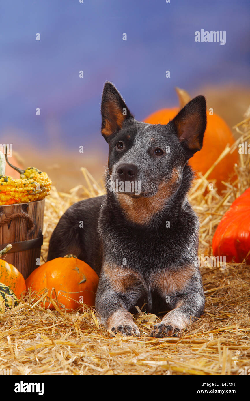 Australian Cattle Dog, portrait lying down in straw with Pumpkins / Squash Stock Photo