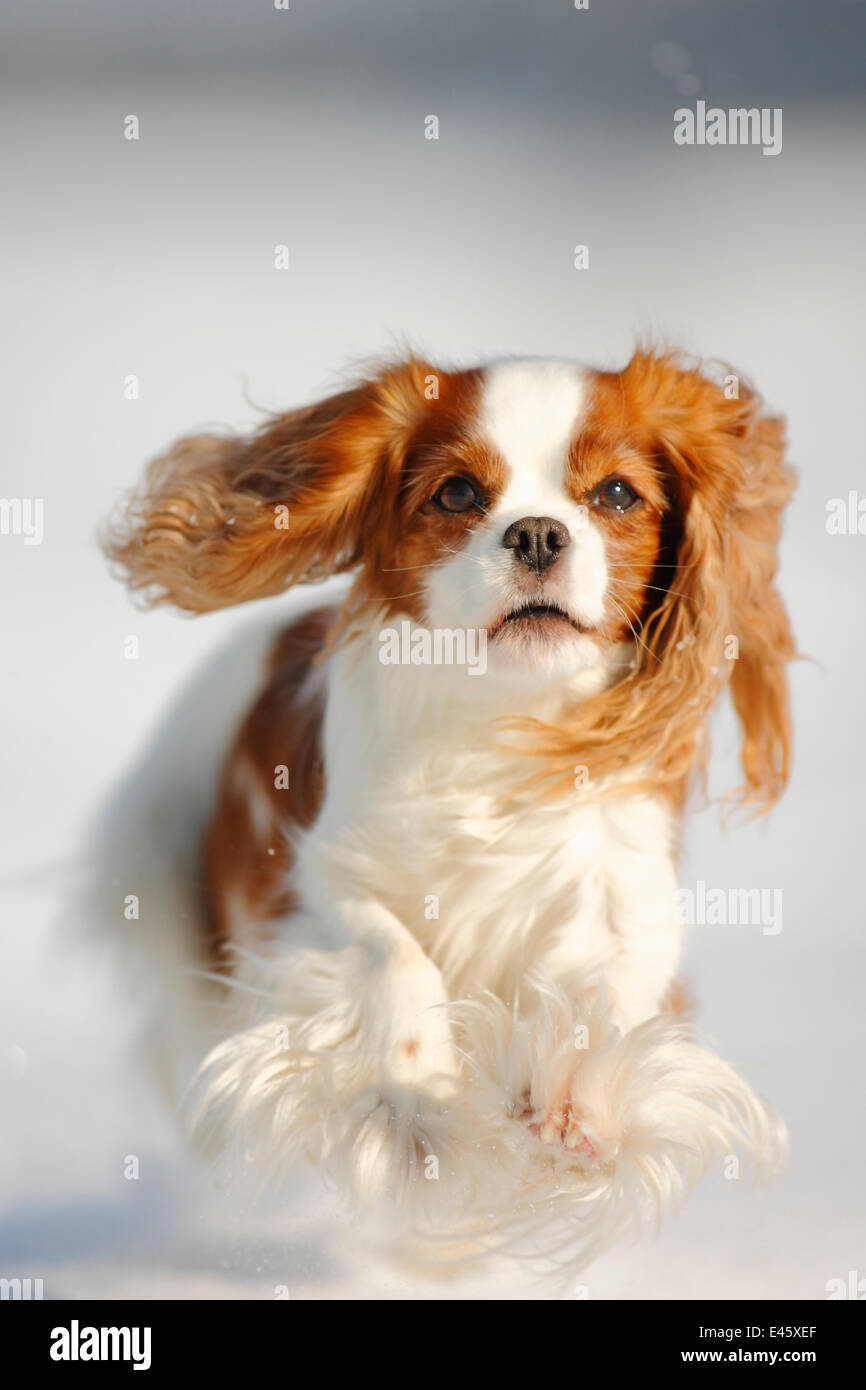 Cavalier King Charles Spaniel, blenheim coated, running over snow