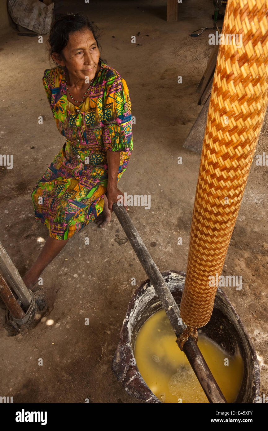 Amerindian woman, Winifred Brown, model released, using a Matape to strain liquid from mashed Cassava to make Cassava flour, Katoka,   Rupununi, Guyana, February 2010. Model released Stock Photo