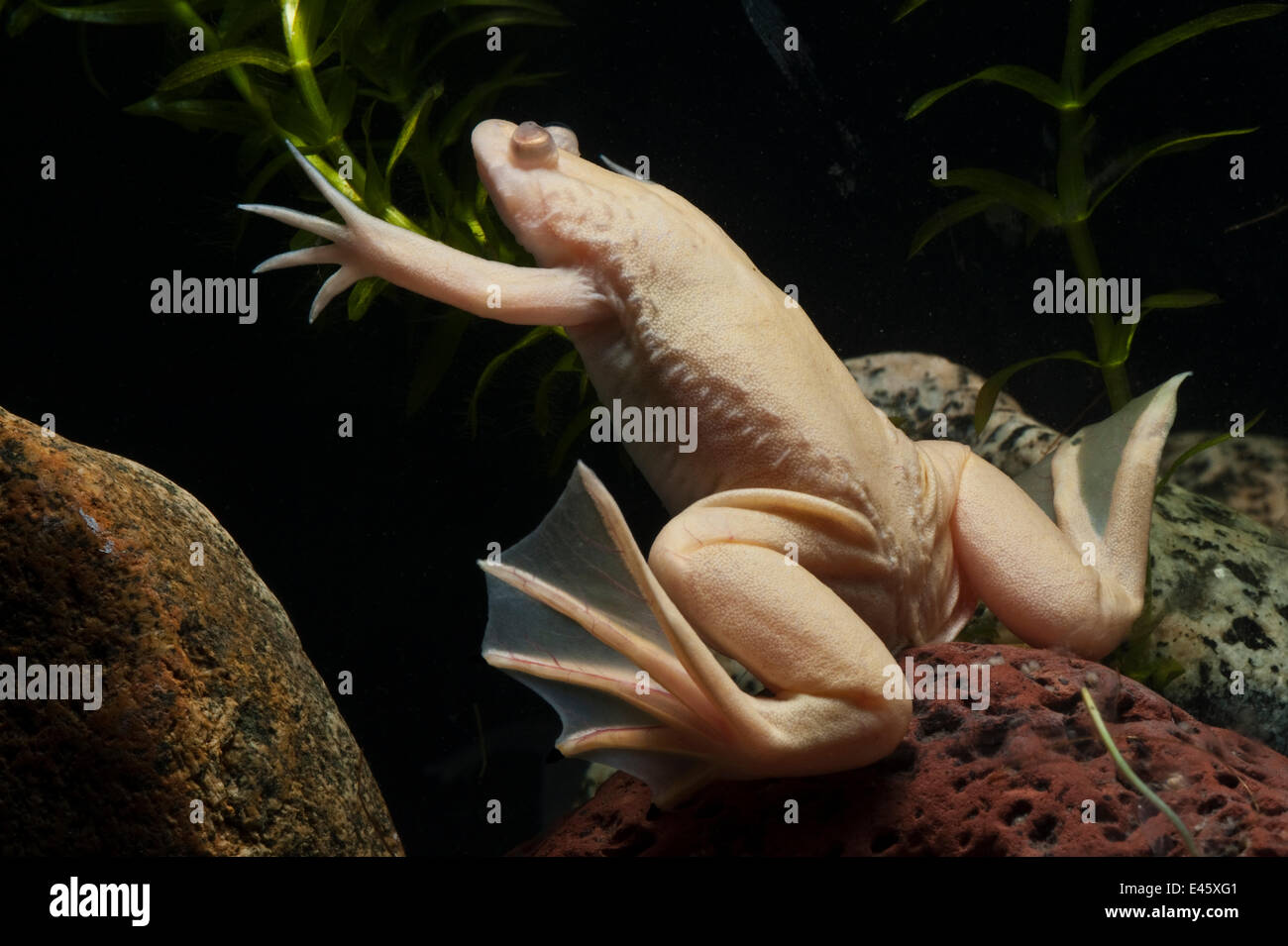African clawed toad (Xenopus laevis) Albino, captive, from Southern Africa Stock Photo