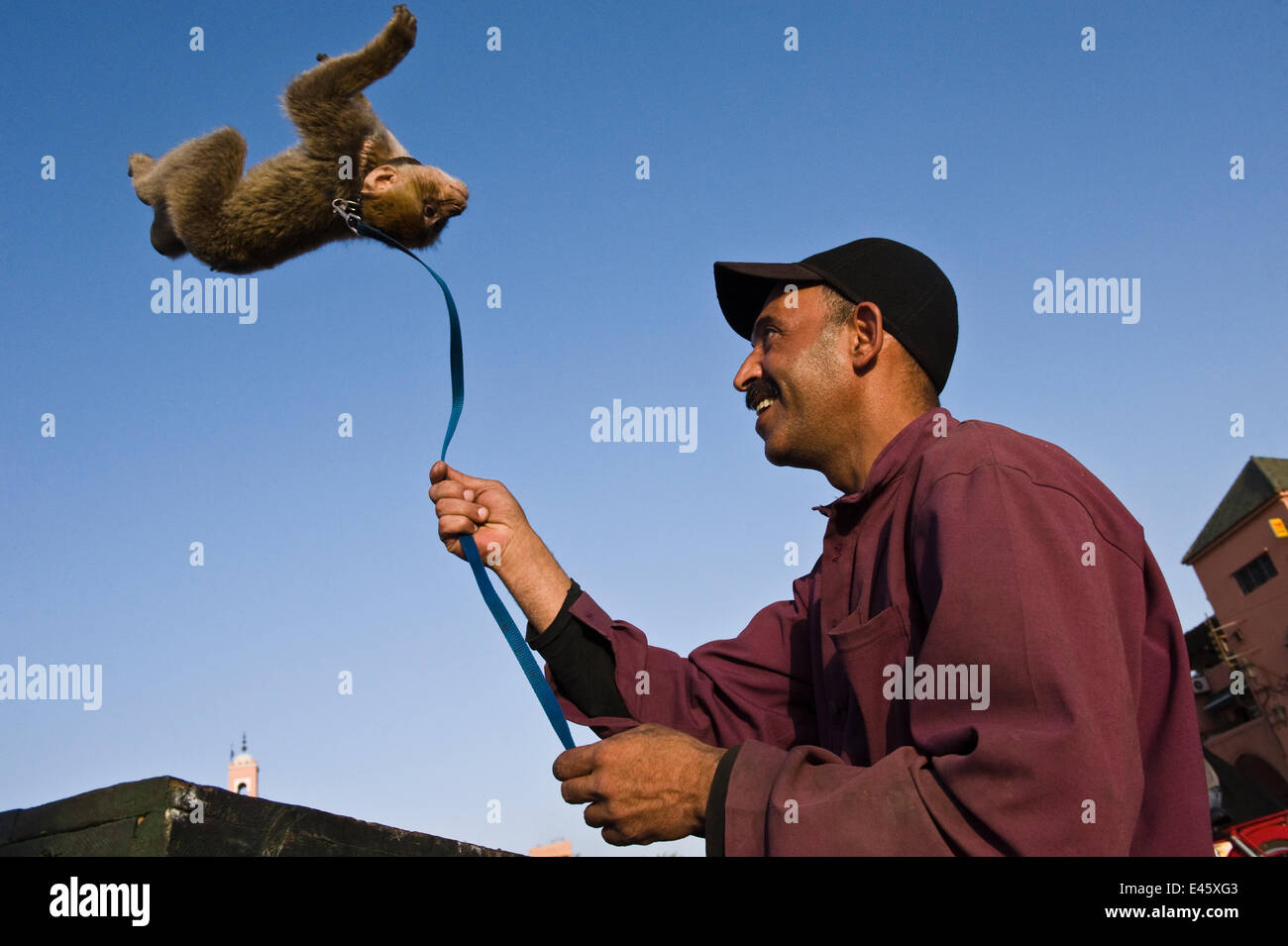 Man with performing pet Barbary ape (Macaca sulvanus) Morocco, June 2009 Stock Photo