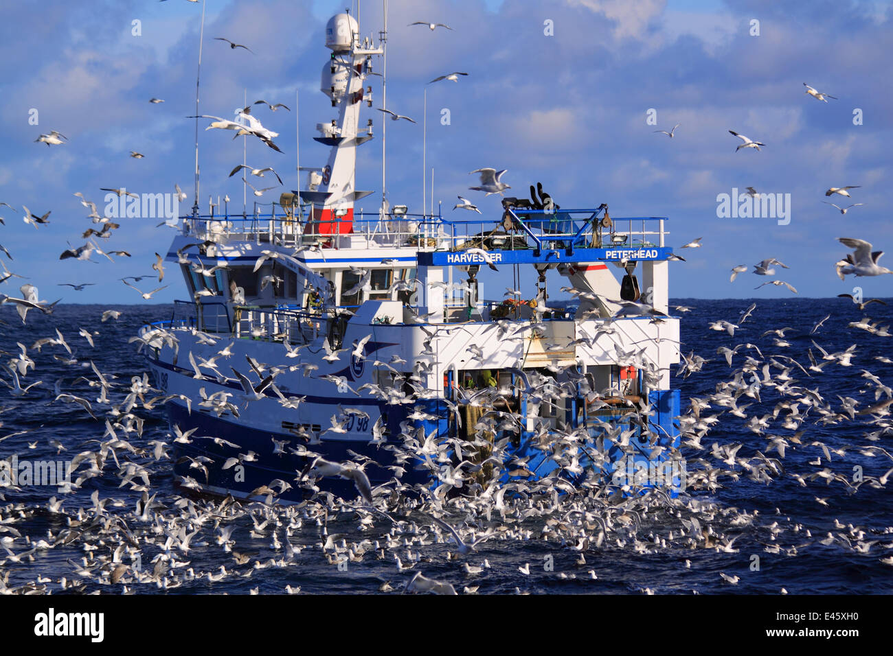 Fishing vessel 'Harvester' pursued by seabirds on a stormy North Sea. Europe, November 2010. Property released. Stock Photo