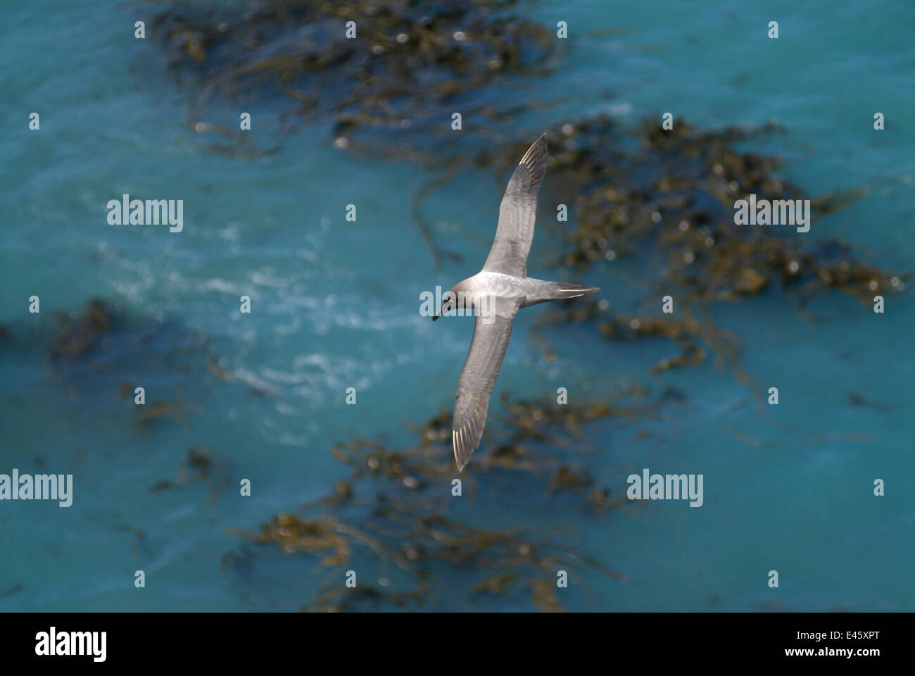Sooty Albatrosses High Resolution Stock Photography and Images - Alamy