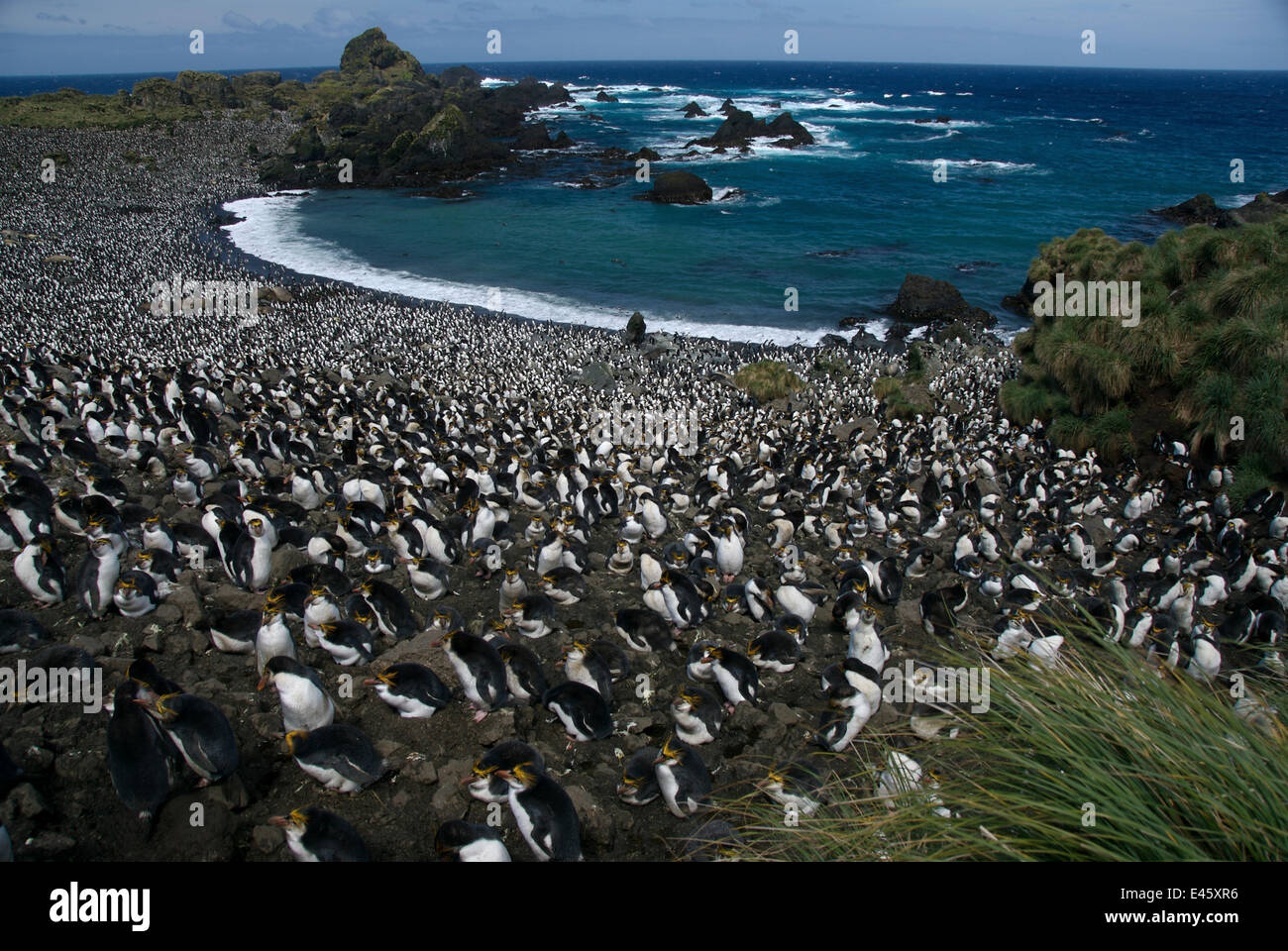 royal-penguin-eudyptes-schlegeli-colony-at-hurd-point-macquarie