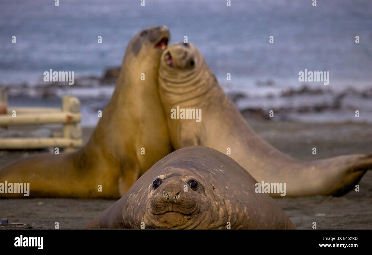 elephant seal southern macquarie island