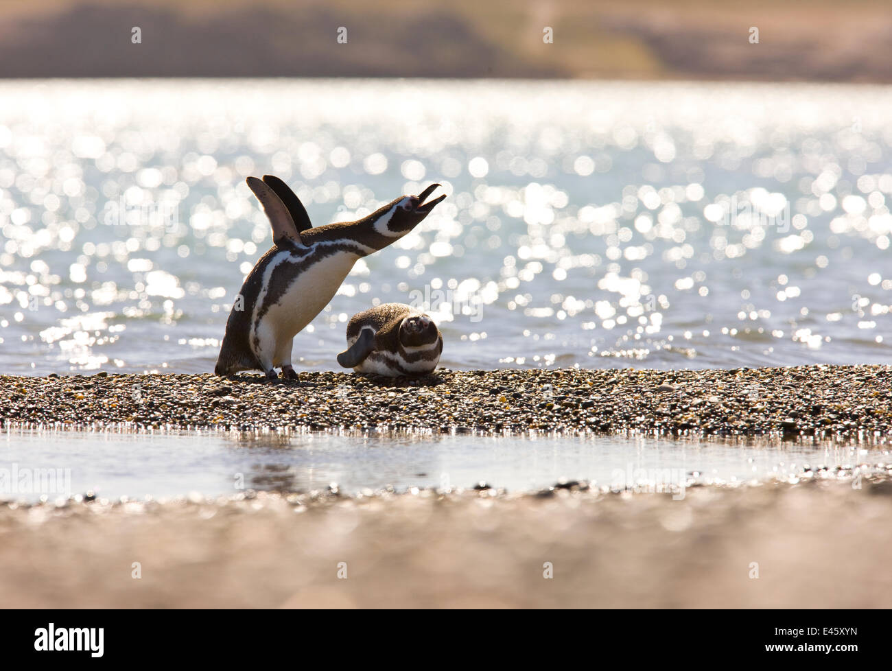 Penguin Wing Slaps Water