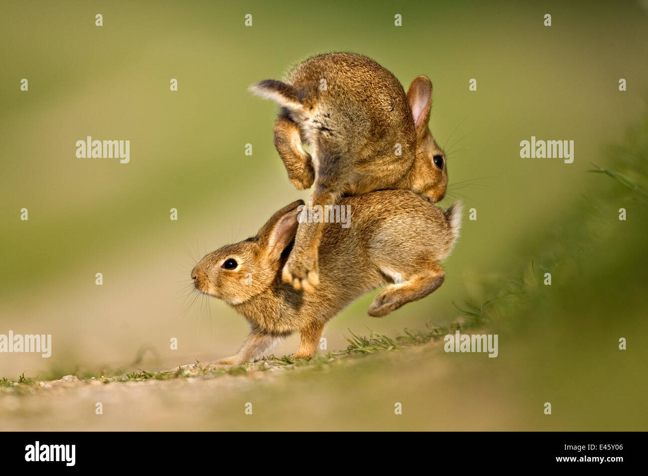 Two European Rabbit (Oryctolagus cuniculus) young playing and jumping. UK, August. Stock Photo