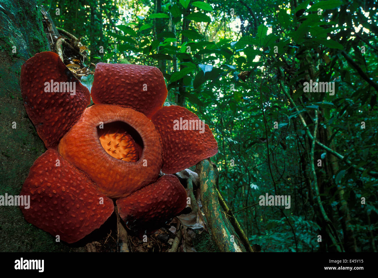 Rafflesia Flower Rafflesia Keithii In Gunung Gading Np Borneo