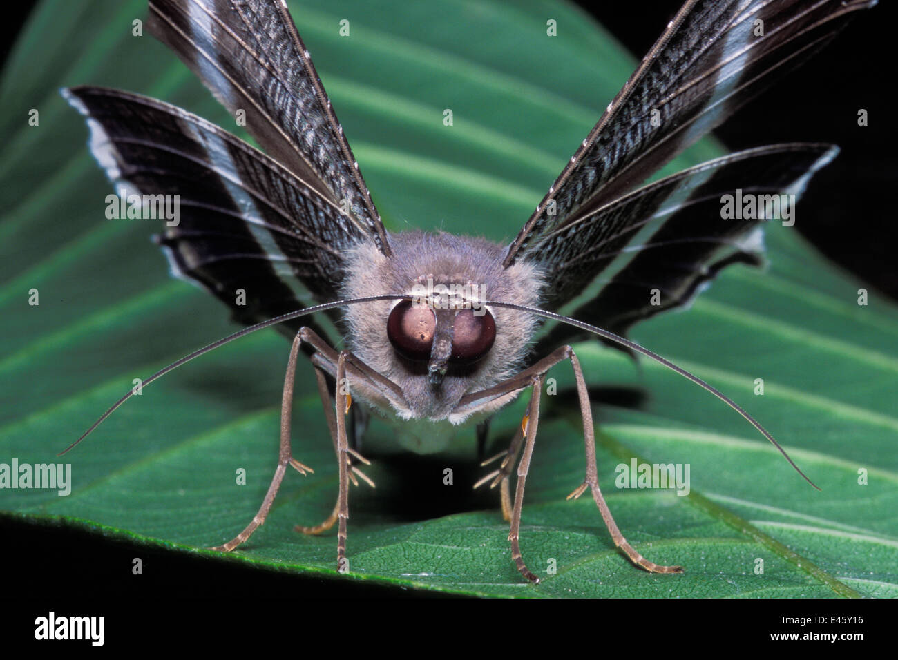 Nocturnal Butterflies High Resolution Stock Photography and Images Alamy