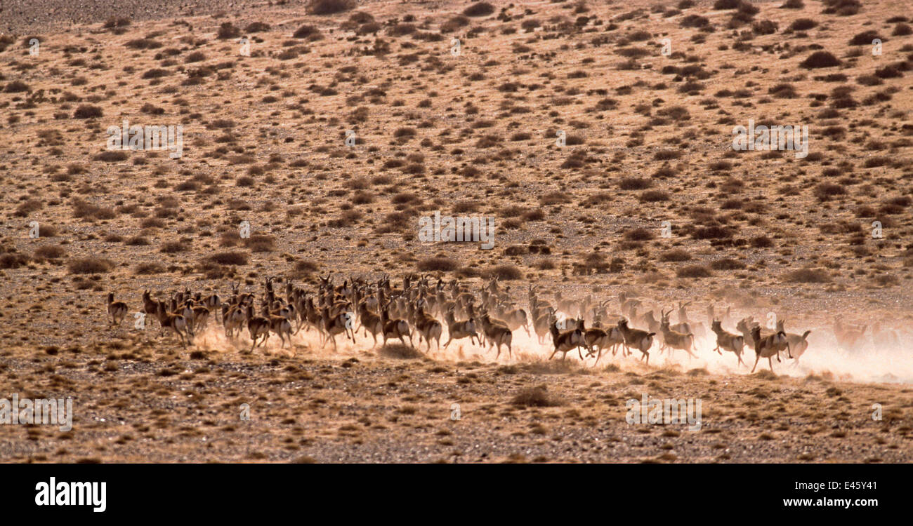 Herd of Black Tailed Gazelle (Gazella subgutturosa) running, Gobi Desert, Mongolia Stock Photo