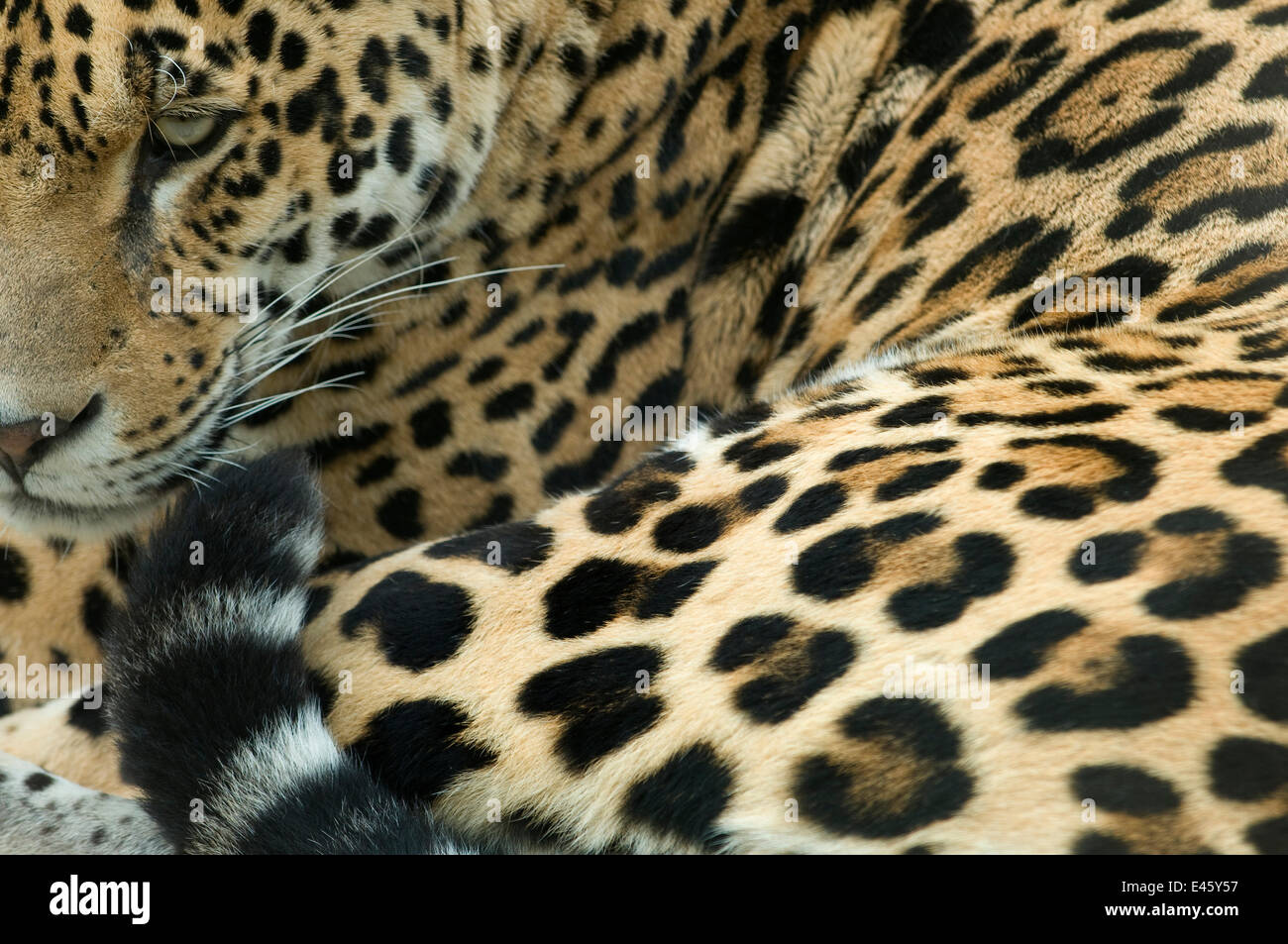 Jaguar (Panthera onca) portrait, lying down, captive Stock Photo