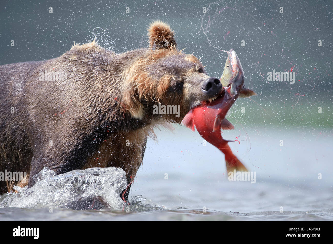 Brown bear (Ursus arctos) catching salmon in river, Kamchatka, Far east Russia, August Stock Photo