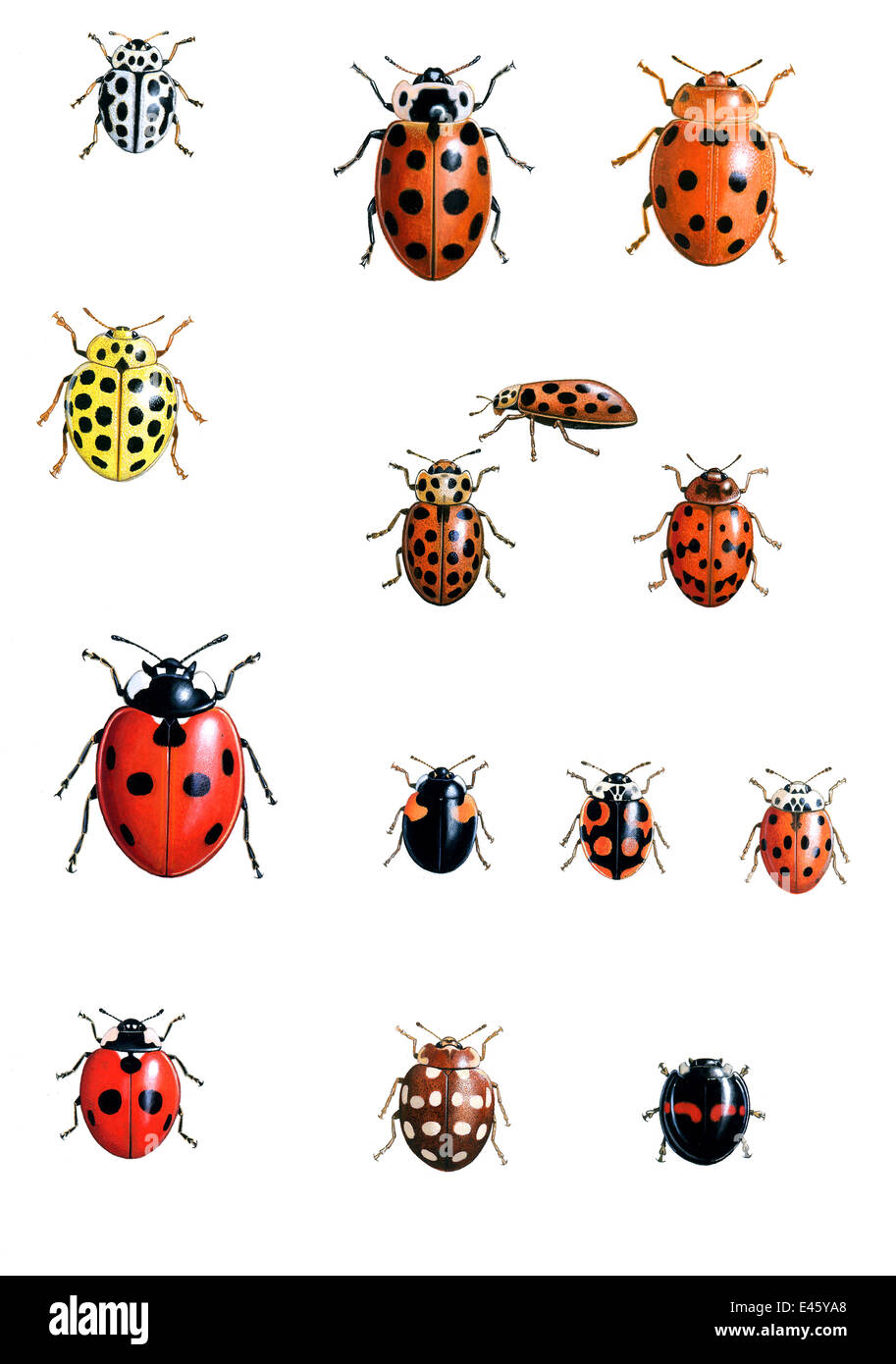 Illustration of British native ladybirds.  From top left to right: Sixteen or 16-spot ladybird (Tytthaspis 16-punctata); Thirteen or 13-spot ladybird (Hippodamia 13-punctata); Bryony ladybird (Epilachna argus); 22-spot ladybird (Psyllobora vigintiduopunct Stock Photo