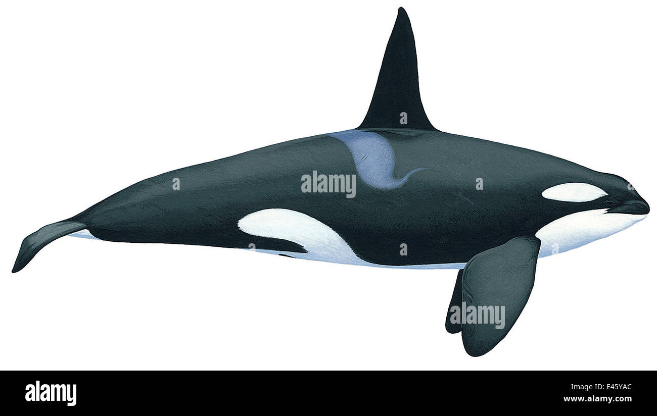 Illustration of Killer Whale / Orca / Sea Wolf / Blackfish (Orcinus orca) male, Delphinidae;  the largest member of the dolphin family. There are up to five distinct killer whale types, some populations feeding mostly on fish whereas others hunt marine ma Stock Photo