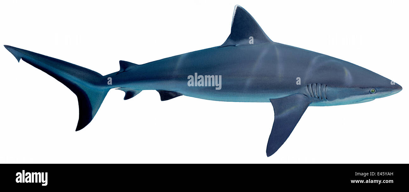 Illustration of Grey reef shark (Carcharhinus amblyrhynchos), Carcharhinidae. Endangered / threatened species (Wildlife Art Company). Stock Photo