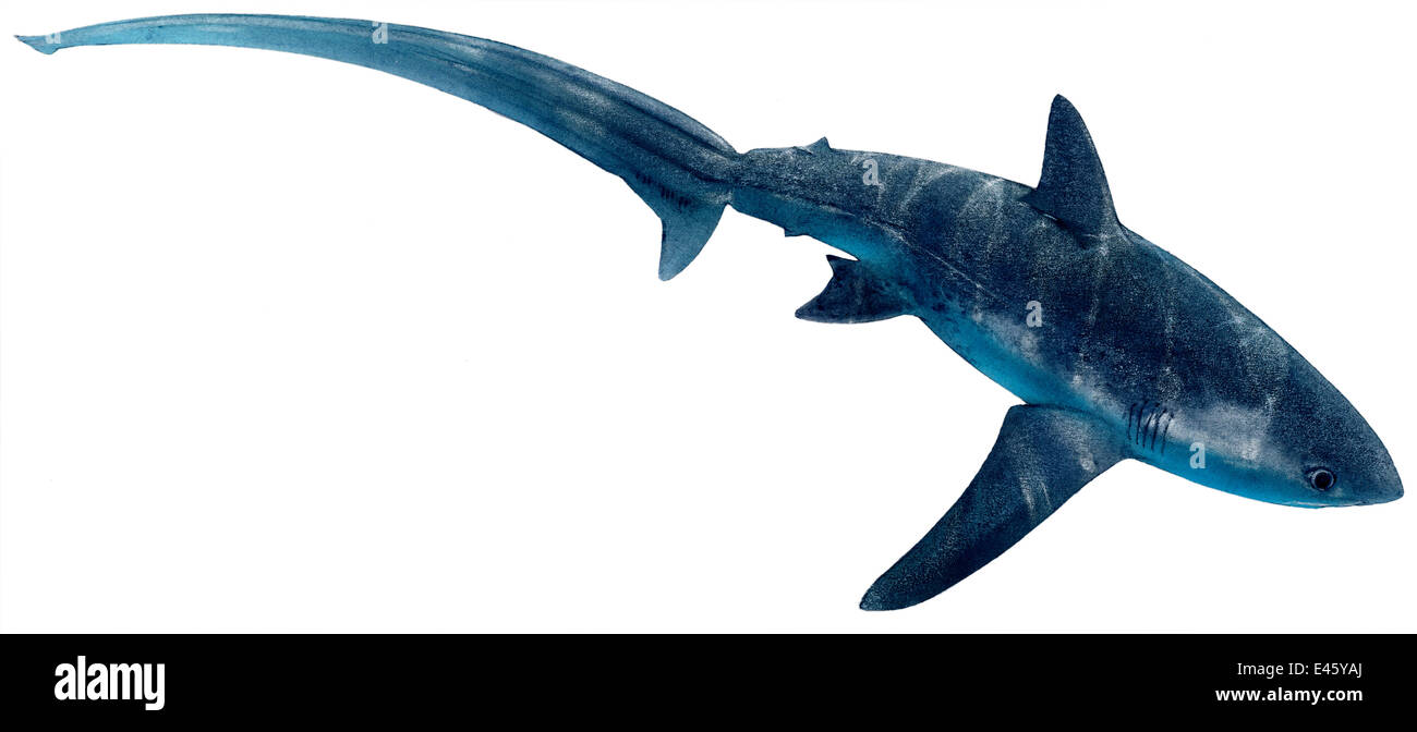 Illustration of Common thresher shark (Alopias vulpinus), Alopiidae. Endangered / threatened species (Wildlife Art Company). Stock Photo