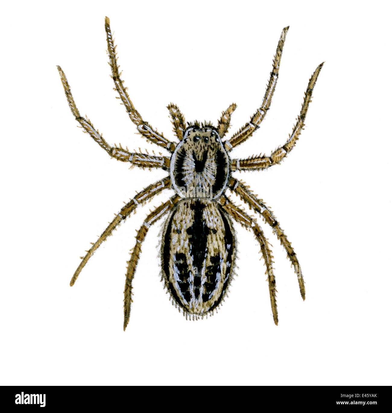 Illustration of crab spider (Thanatus striatus) Philodromidae